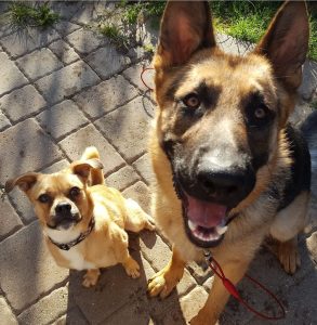 Big and Little Buddies